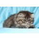 Perser - Katze