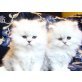 Perser - Katze