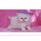 Perser - Katze