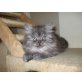 Perser - Katze