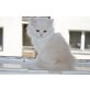 Perser - Katze