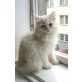 Perser - Katze