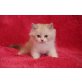 Perser - Katze