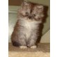 Perser - Katze