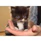 Perser - Katze
