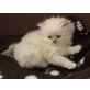 Perser - Katze