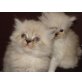 Perser - Katze