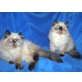 Perser - Katze