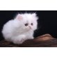 Perser - Katze