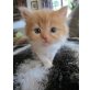 Perser - Katze