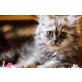 Perser - Katze