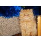 Perser - Katze