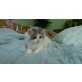 Perser - Katze
