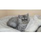 Perser - Katze