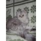 Perser - Katze