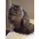 Perser - Katze