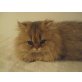 Perser - Katze