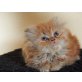 Perser - Katze