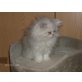 Perser - Katze