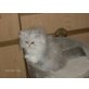 Perser - Katze