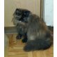 Perser - Katze