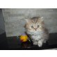 Perser - Katze