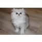 Perser - Katze