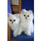 Perser - Katze