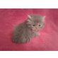 Perser - Katze