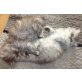 Perser - Katze