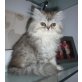 Perser - Katze