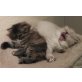 Perser - Katze