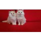 Perser - Katze