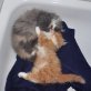 Perser - Katze