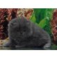 Perser - Katze