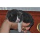 Perser - Katze