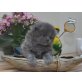 Perser - Katze
