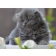 Perser - Katze