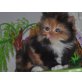 Perser - Katze