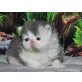 Perser - Katze