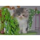 Perser - Katze