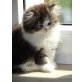 Perser - Katze