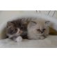 Perser - Katze