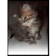 Perser - Katze