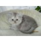 Perser - Katze