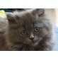 Perser - Katze
