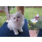 Perser - Katze