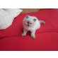 Perser - Katze