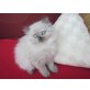 Perser - Katze