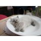 Perser - Katze